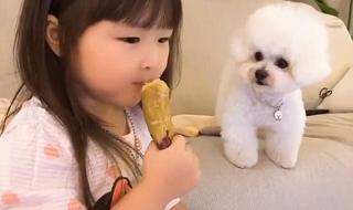 泰迪能吃红薯 狗狗能吃红薯吗